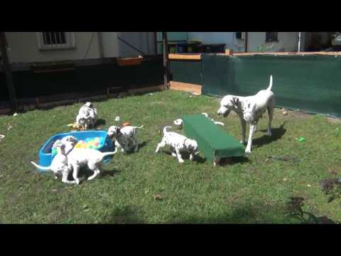 Dalmatiner vom Gohliser Schlösschen - Spielen im Hof...