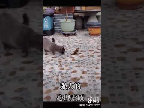 最後成功逃走 鳥 這就是處變不驚