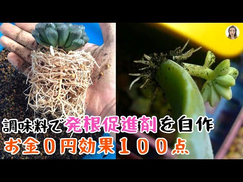 挿し木をする: 栽培を成功させるための 7 つのヒント トピックス