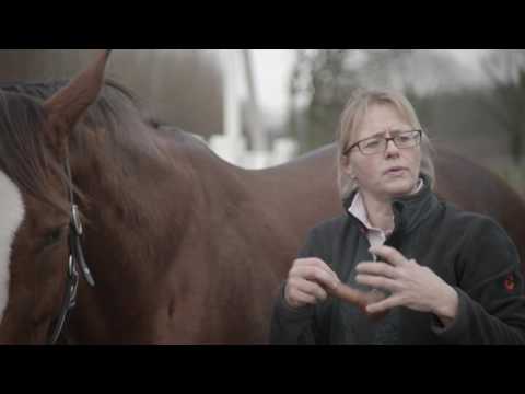 Massageübungen für das Pferd