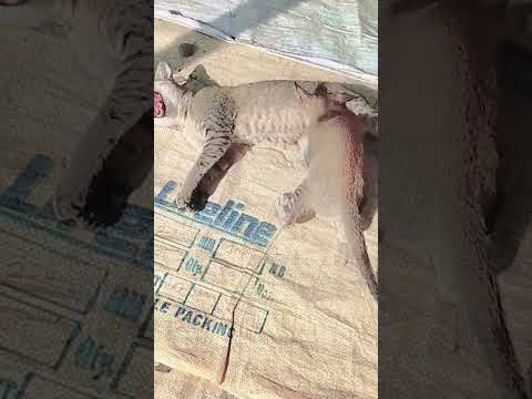 #funny #cat #comedy #cute