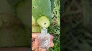 Download lagu Collecting papaya latex for medicine #fruit #papaya #garden #tips #gardening mp3