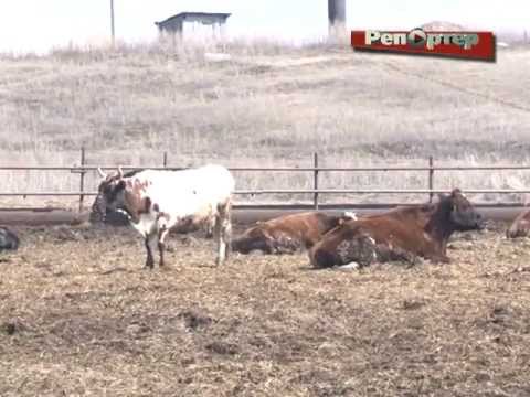 В с. Аксаково Шенталинского района живут коровы-арестанты