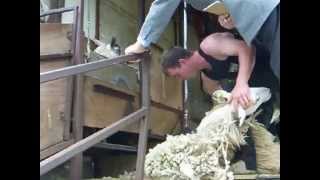 preview picture of video 'Scottish Sheep Shearing Competition'