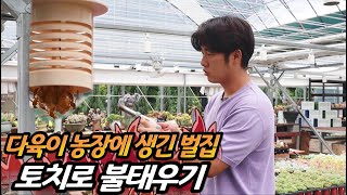 농장에 생긴 벌집 토치로 불태워버리기 ! - 다육이 농장에 벌집이 생겼어요!
