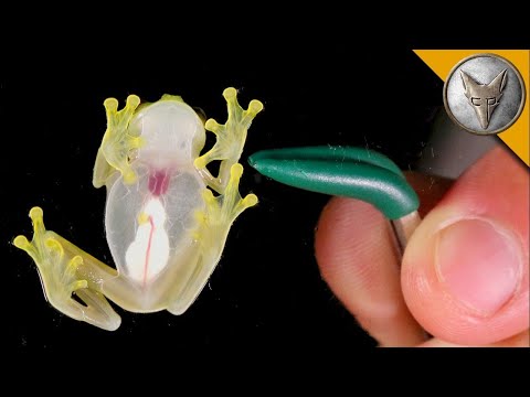 Невероятна НЕВИДИМА ЖАБА! Brave Wilderness Български