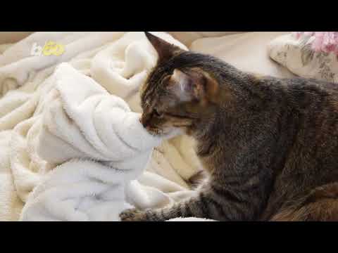 Your Cat Sucks Blankets; What to Do