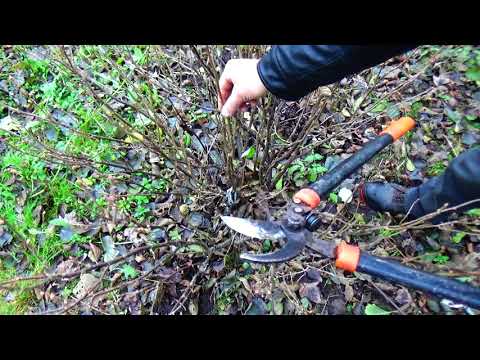 Cięcie czarnej porzeczki