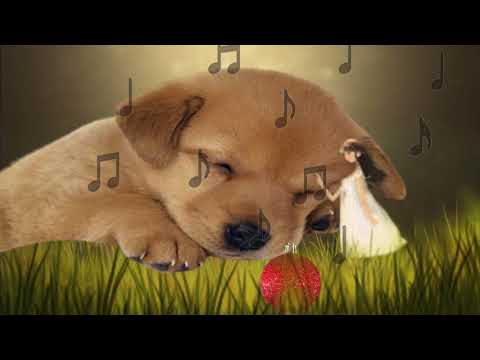Musica de sanacion para perros enfermos 🐶 Musicoterapia para dormir y calmar a tu perro enfermo 2023 Video