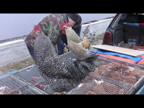 10.11.19. Птичий рынок г. Пятигорск ч1. Bird Market Pyatigorsk Part 1