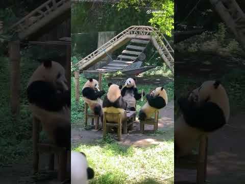 Panda Tea Party  #animals #youtubeshorts #comedy #funny #youtube #memes #panda #tea #party