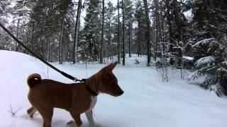 Basenji Puppy - Walking in a snow