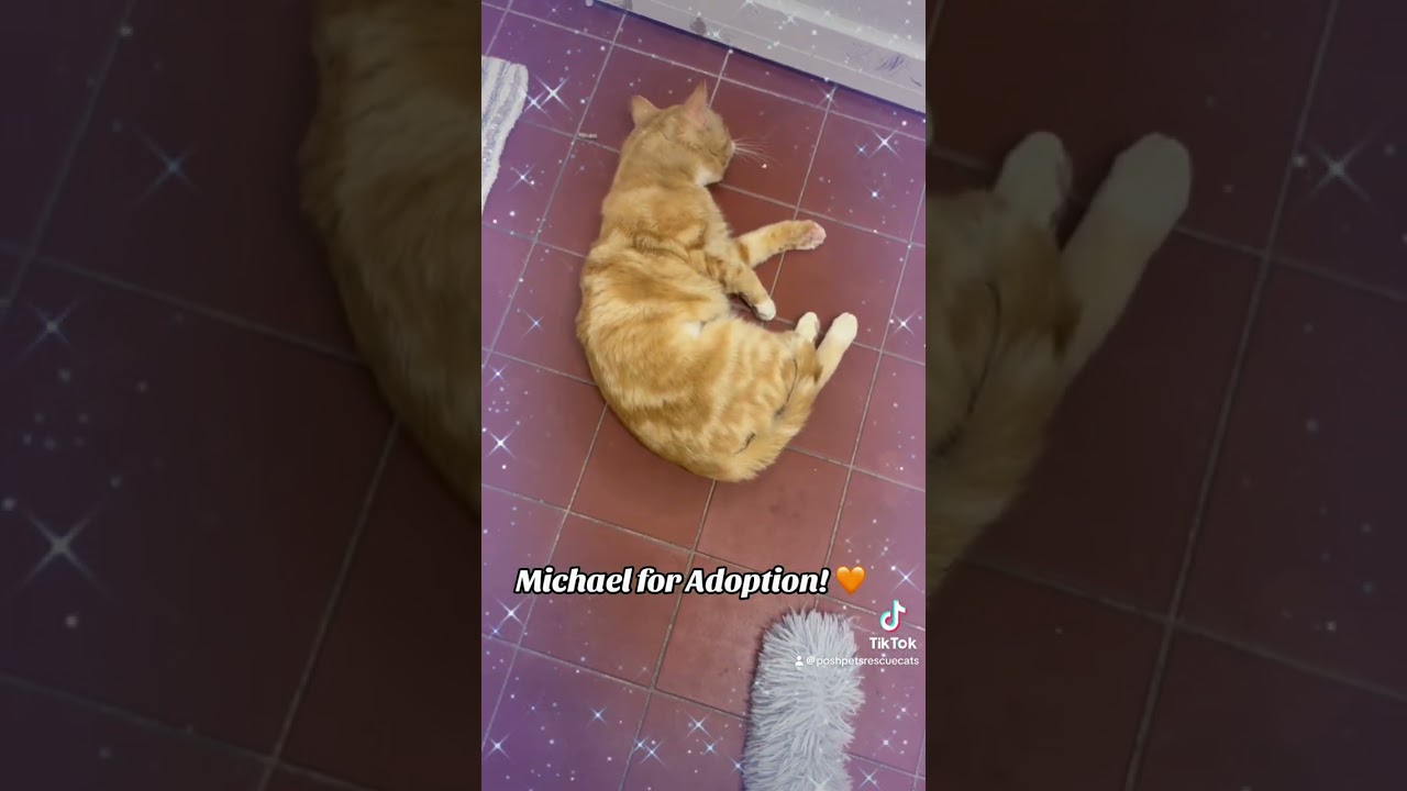 Michael, a Adoptable Domestic Short Hair in Long Beach, NY video 5/6