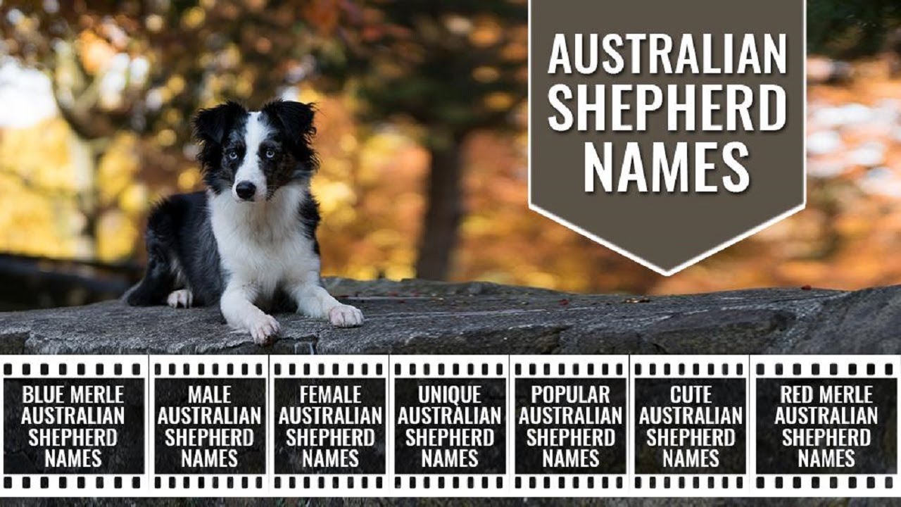 Australian Shepherd Dog Names – 150 Unique Names For Aussie Dogs