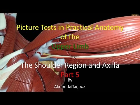 Anatomie de l'Épaule et de l'Aisselle - Exercices (partie 5)
