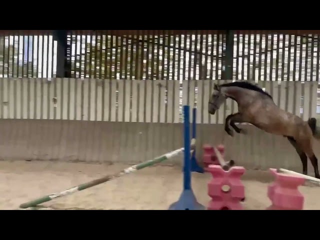 Hongre 6 ans, force, souplesse et qualit&eacute; de saut