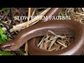 😮Slow Worm facts!!😮