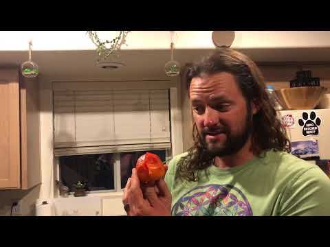 The Perfect Persimmons - Hachiya and Fuyu