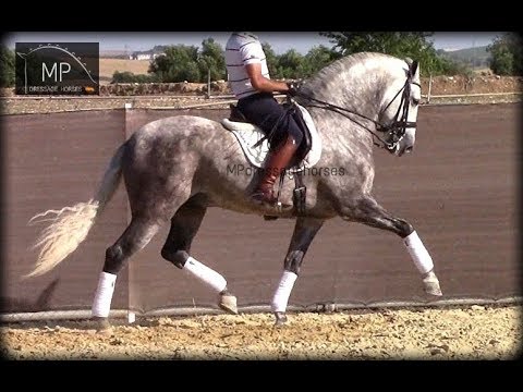 SOLD!! [R#:1827] PRE Stallion 2012