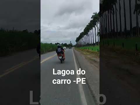olha essas lindas palmeiras na ,pe90 em lagoa do carro -PE