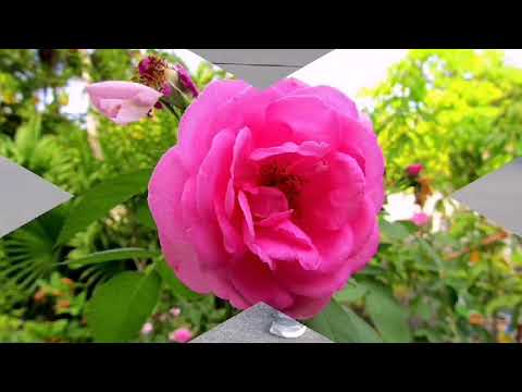 Ey Magey Lobuvethi vi gaumaa