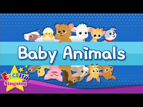 Baby Animals - Kids vocabulary - Learn English for kids - English educational video