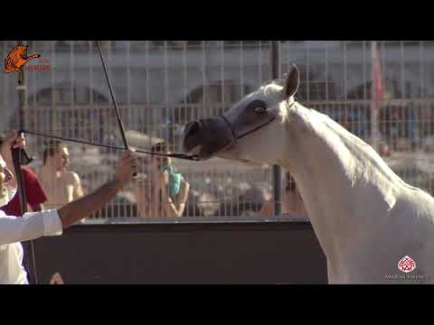 N 69 ESPARTA   2020 Menton Mediterranean and Arab Countries Arabian Horse Championship   7 Years Old