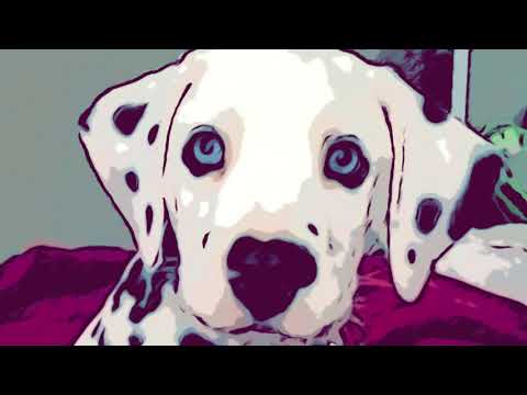 Dancs Annamari - Kiskutyám (“Mi leszel, ha nagy leszel?” c. lemezről)