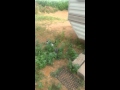 French Pussy 