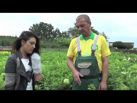 Gärtner Sönke - Folge 6: Hortensien