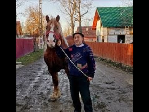 Armasar frumos ,beautiful stallion a dl.Petrea de la Horodnic