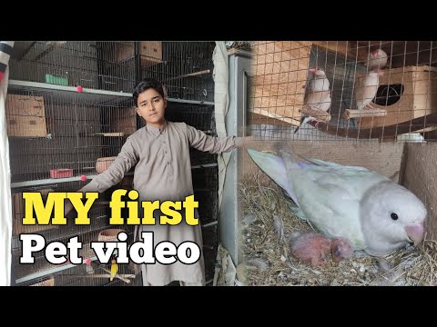My First Video on Youtube Albino red eye ka chick nikal Aya