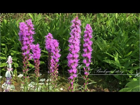 園芸 一年草と夏の球根