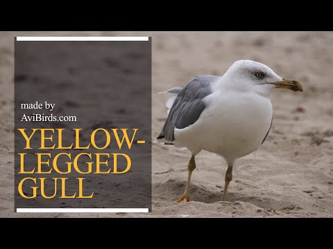 Čajka žltá (Larus michahellis) — portrét druhu a quick facts