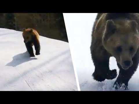 Un skieur est poursuivi par un ours. Personne ne se doute de ce que l'animal va faire ensuite.