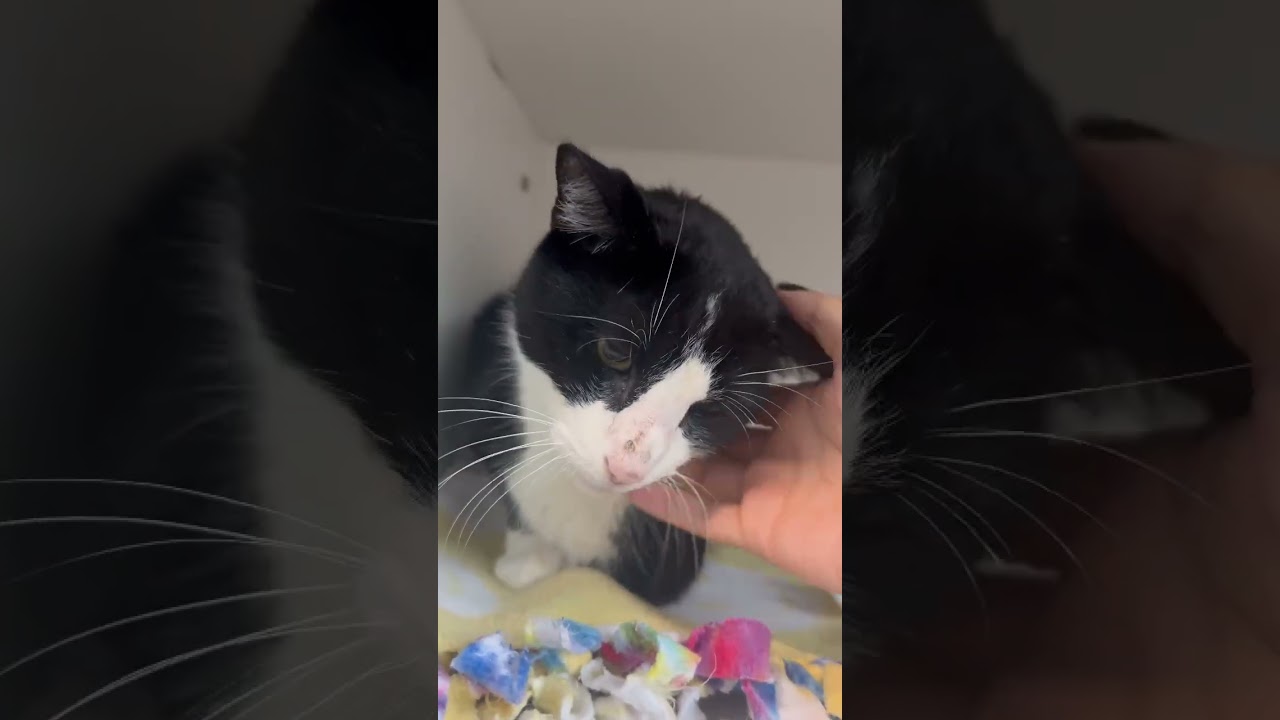 Enlarge Broly, a ADOPTABLE American Shorthair in Danbury, CT video 3/3