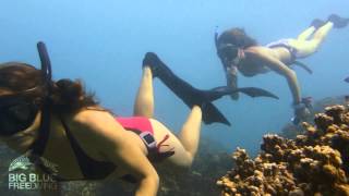 The Mermaids // Big Blue Freediving