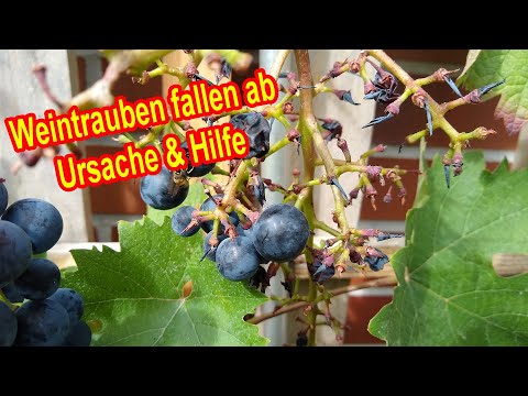 , title : 'Weinrebe verliert Trauben / Weintrauben fallen ab vom Stock  - URSACHE & HILFE'