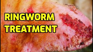 How Do Vets Treat Ringworm In Cats?