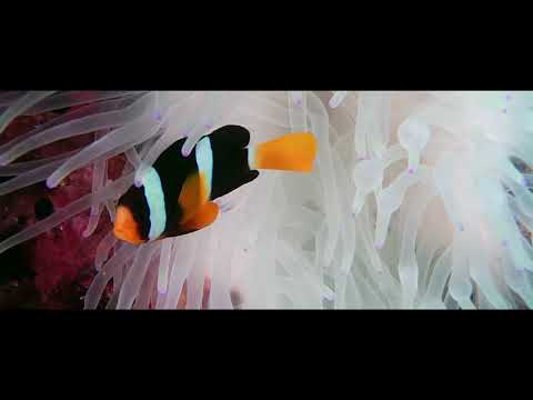 A 40 second film summary of Clowns fish. (Ropme Sea Area).