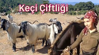 GENÇ AİLENİN YAYLADAKİ URUM KEÇİSİ ÇİFTLİĞİ - Orhaneli Bursa #hayvancı