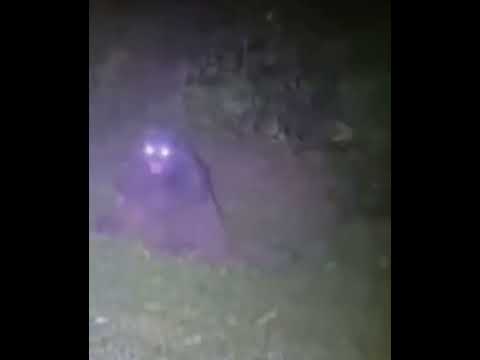 Un encuentro con el mítico "Lobizón" en una carretera. Villa Urquiza, Entre Ríos, Argentina 02/11/25