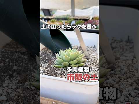 園芸 エレガントなエケベリア