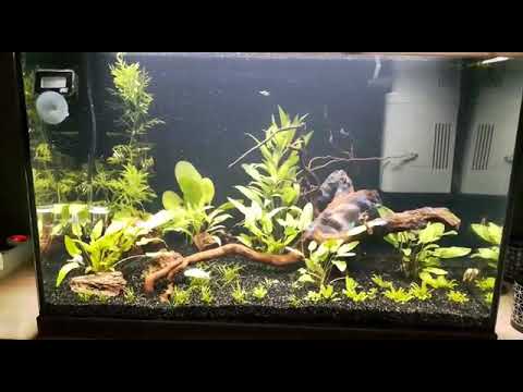 Fortsetzung mit neuer JBL Bio CO2