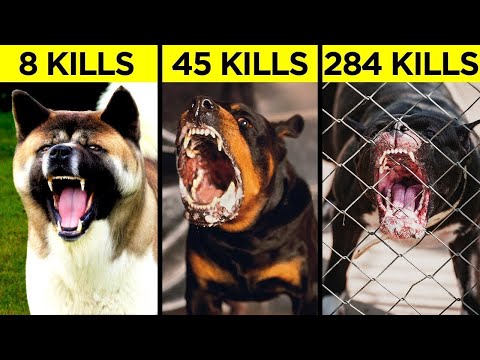 Most Aggressive Guard Dogs In the World