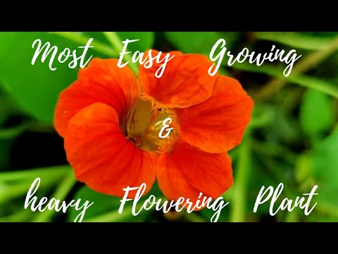 , title : 'Grow & Care Of Nasturtium Plant || Propagation Of Nasturtium || Easy Growing Winter Flowering Plant'