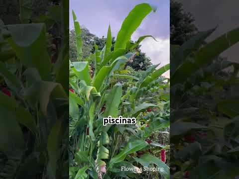 Chalatenango, El carrizal , El camalote , El lugar se llama los robles 👌👌