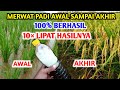 100 BERHASIL PANDUAN Cara Merawat Padi Dari Awal Sampai Panen