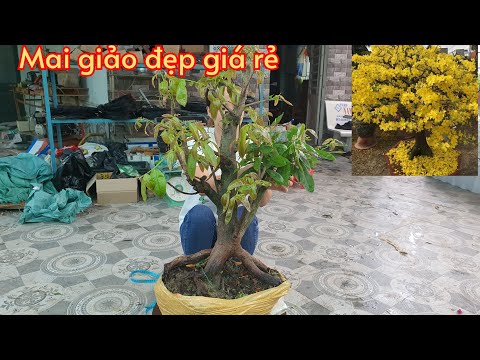 Exchange of cheap dried apricot seeds 4/23♡Kim chi 0788.753.876