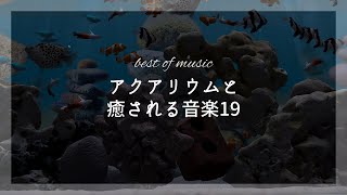 作業用BGM｜アクアリウムを眺めながら癒やしの音楽を聞くpart19。/Work BGM｜Listen to soothing music while looking at the aquarium.